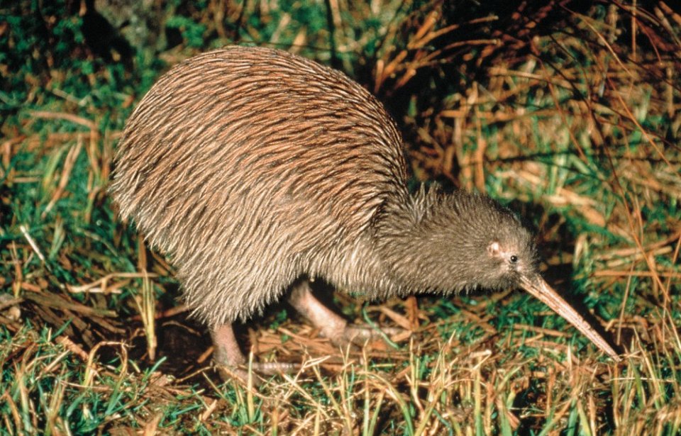 Kiwi, Uusi-Seelanti Kiwi, Uusi-Seelanti