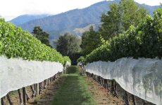 Marlborough wines