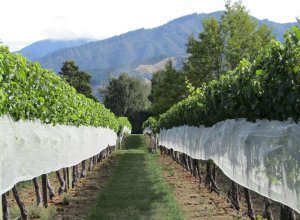Marlborough wines