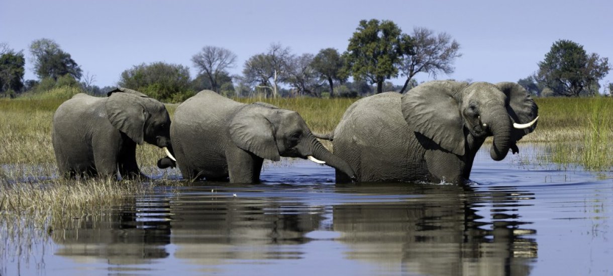 Botswana, elefantteja safarilla