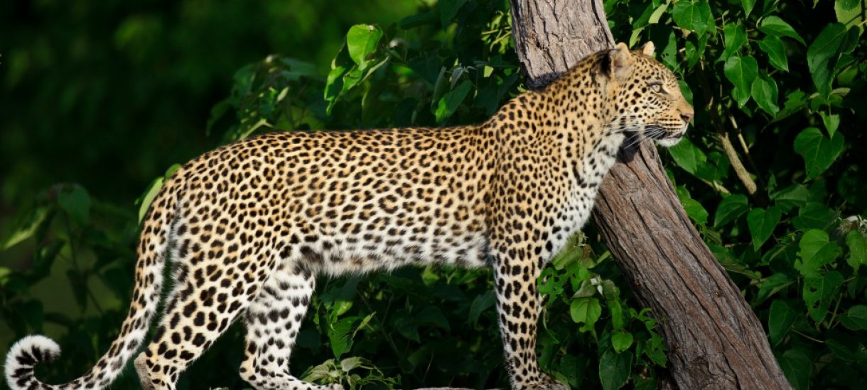 Botswana, leopardi