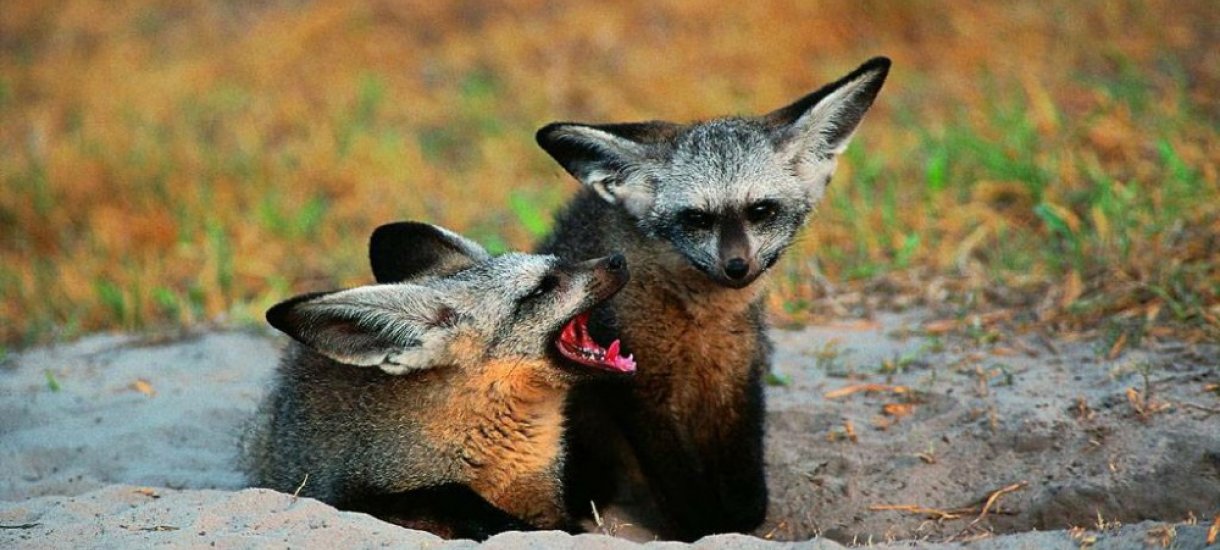 Savannien Bat-eared fox, Botswana