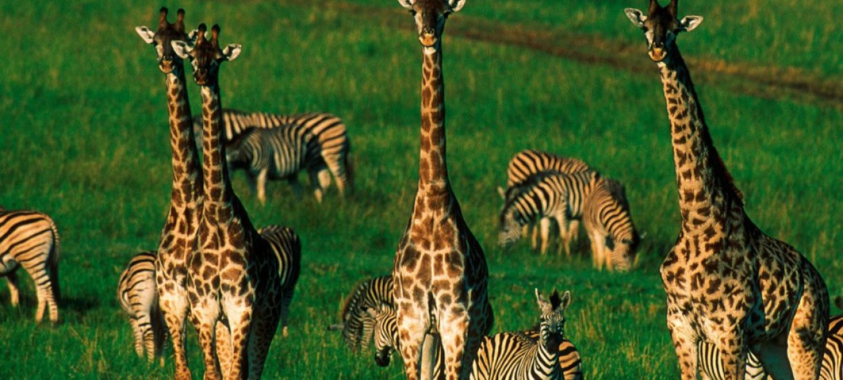 Etelä-Afrikan eläimiä