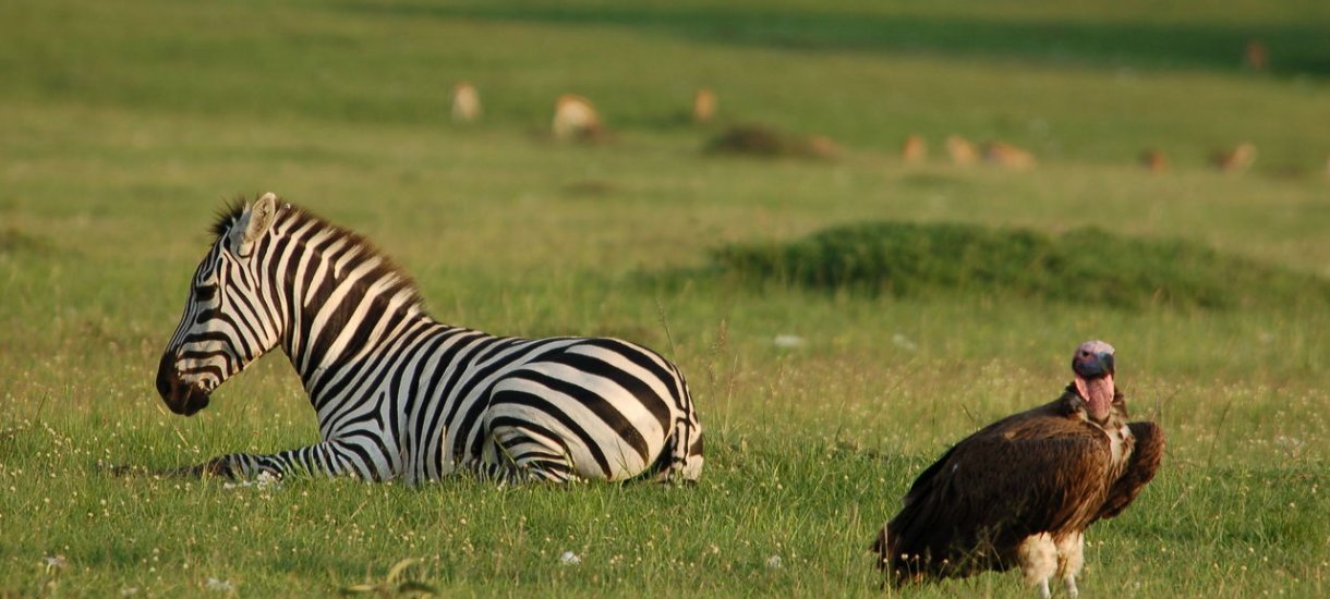 Kenia Masai Mara Mara Intrepids seepra