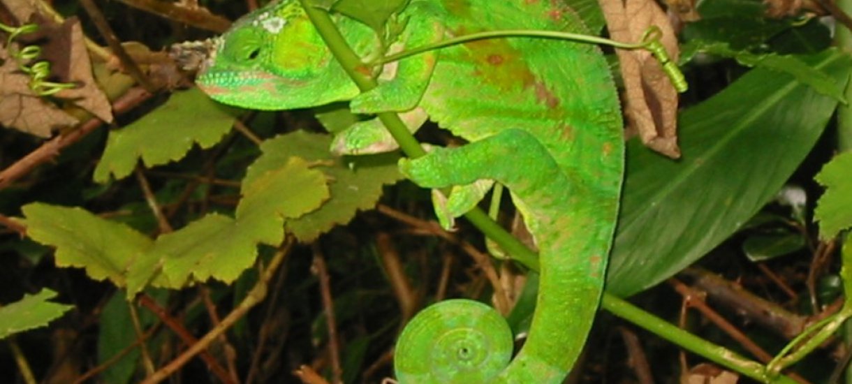 Kameleontti, Madagaskar