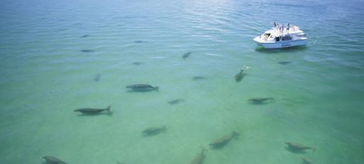 Tangalooman delfiiniseikkailu, Australia