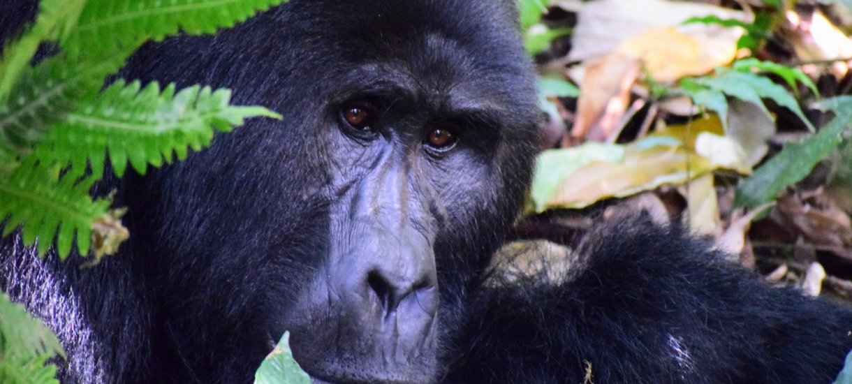 Uganda, gorillasafari,  vuorigorilla