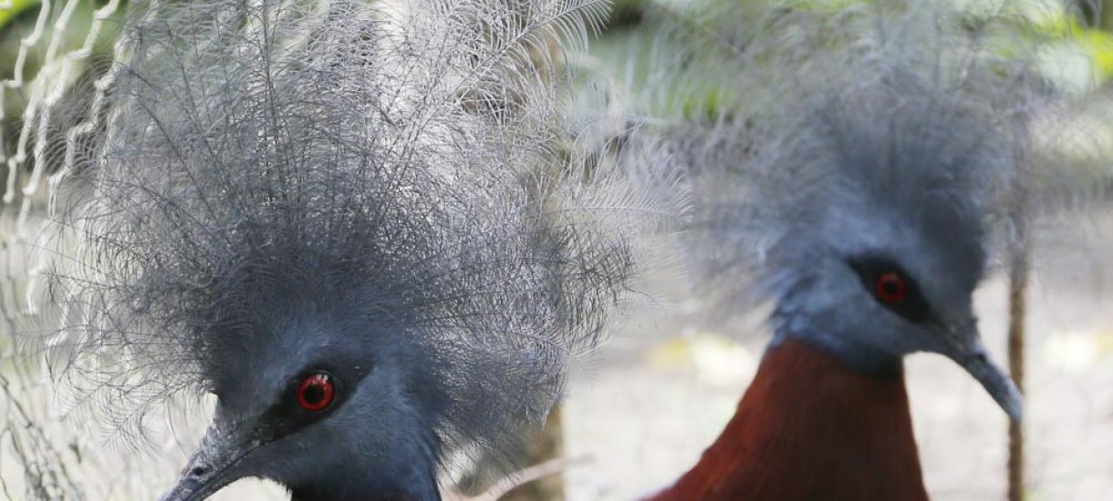 Papua uusi-guinea